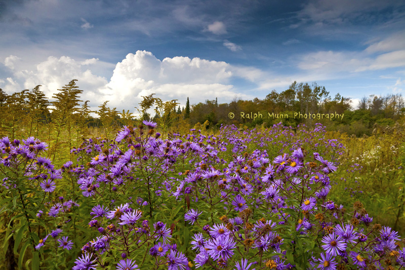 Asters, Crawford Notch NH