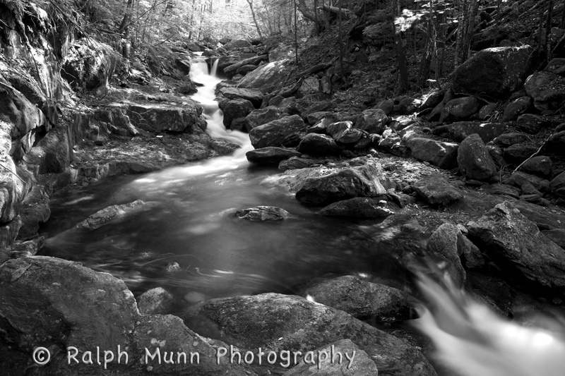 Black Brook Moss, Savoy MA