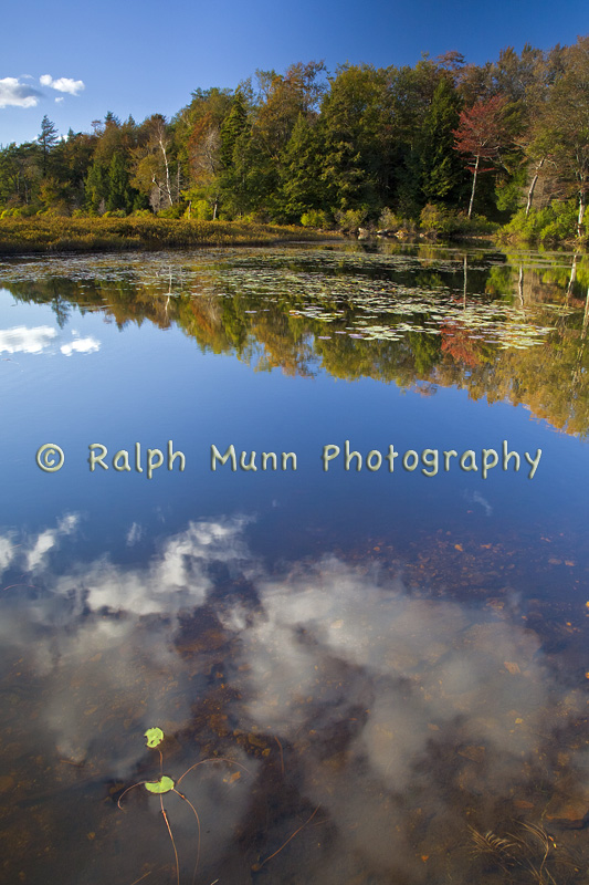 Bog Pond Reflection, Savoy MA