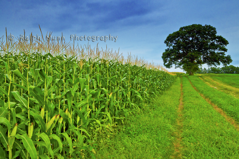 Corn and Oak, Hadley MA