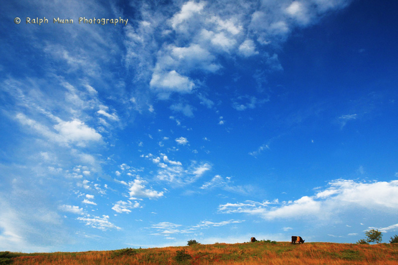 Cows and Clouds, Shelburne MA