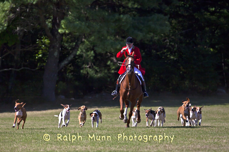 Hounds On The Hunt