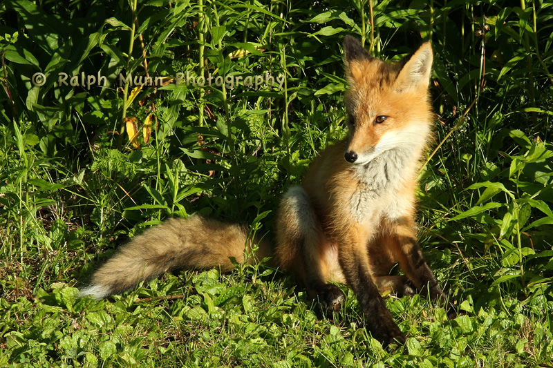 Sitting Fox, Florida MA