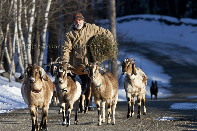 Goatherd, Plainfield MA