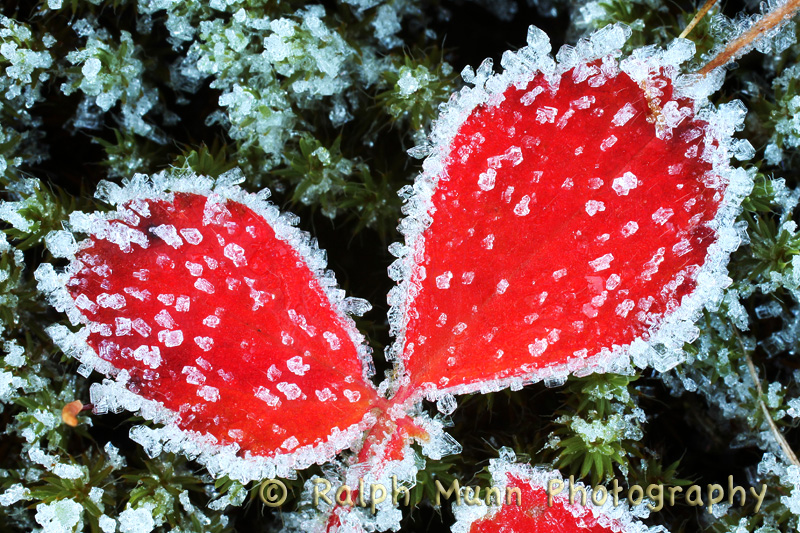 Strawberry Leaves and Frost