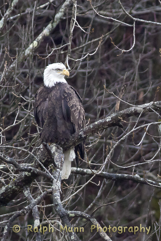 Bald Eagle 1, Buckland MA