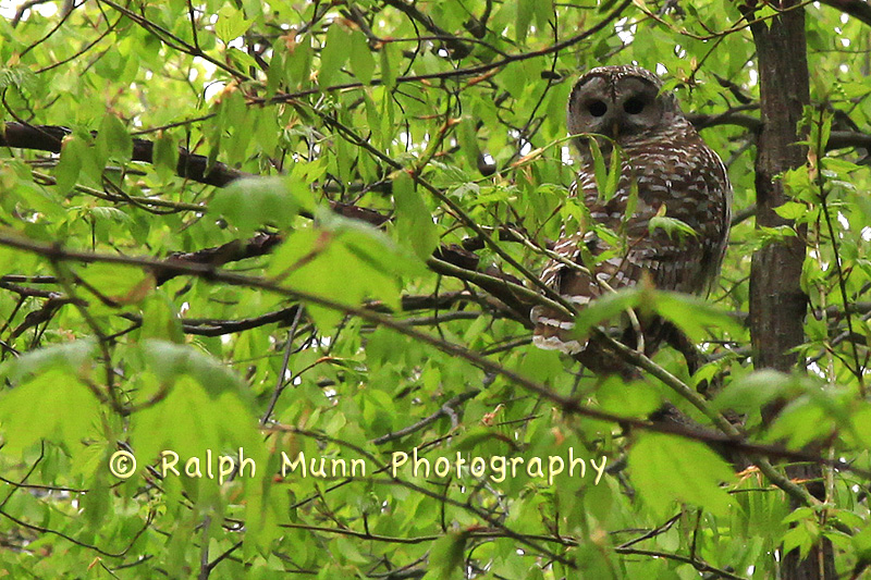 Barred Owl, New Ashford MA
