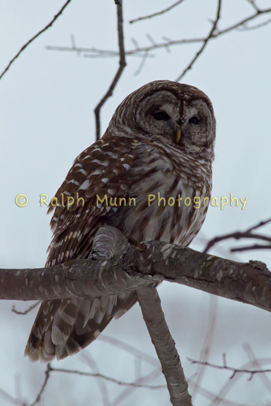 Barred Owl, Hawley MA