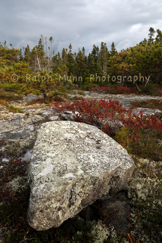 Coastal Forest 1