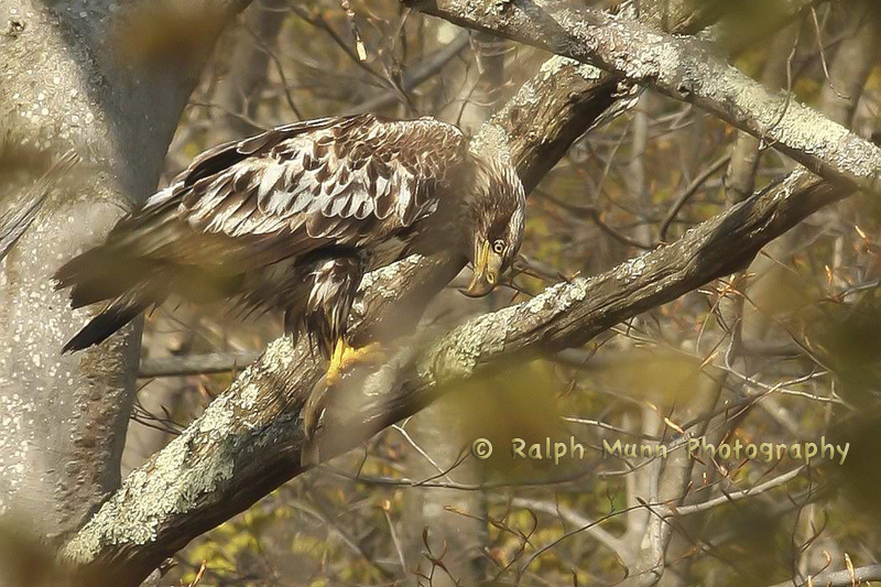 Eagle With Trout, Rowe MA