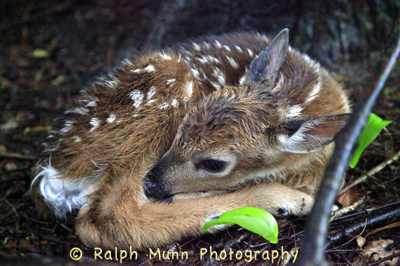 Fawn in Rain, Charlemont MA