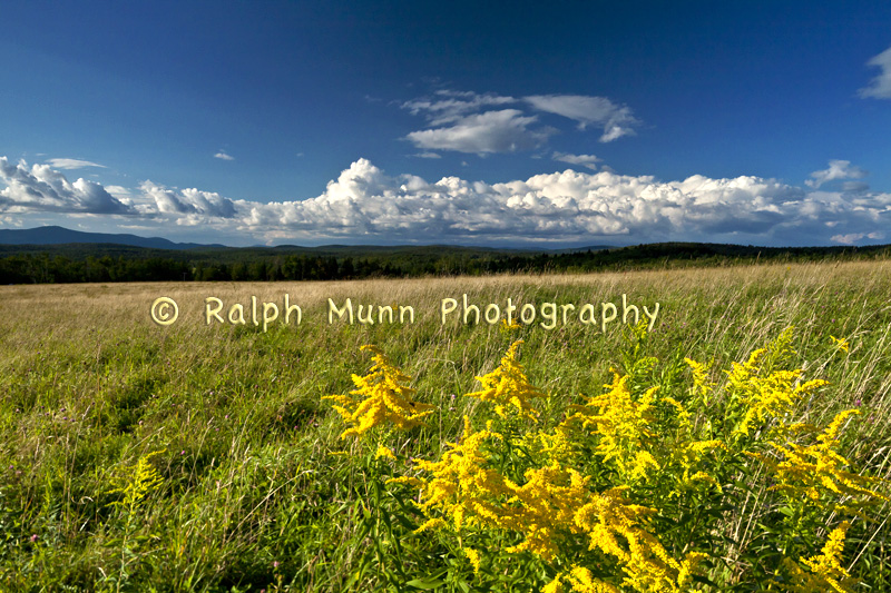 Goldenrod, Cheshire MA