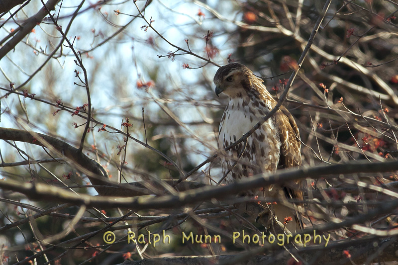 Hawk, Amherst MA