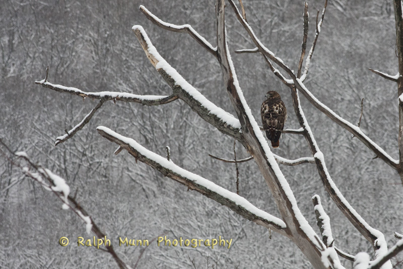 Hawk In Snow, Buckland MA