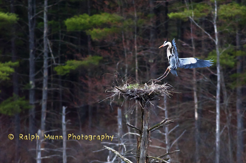 Heron Landing, Wendell MA