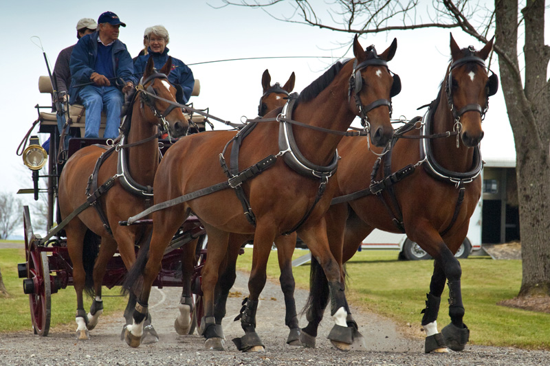 Horses and Carriage 2