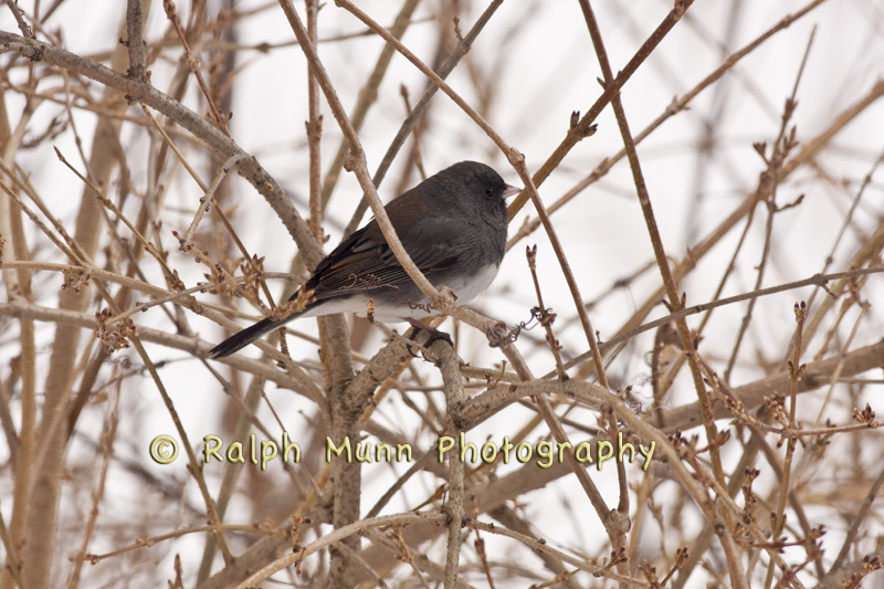 Birdie, Charlemont MA