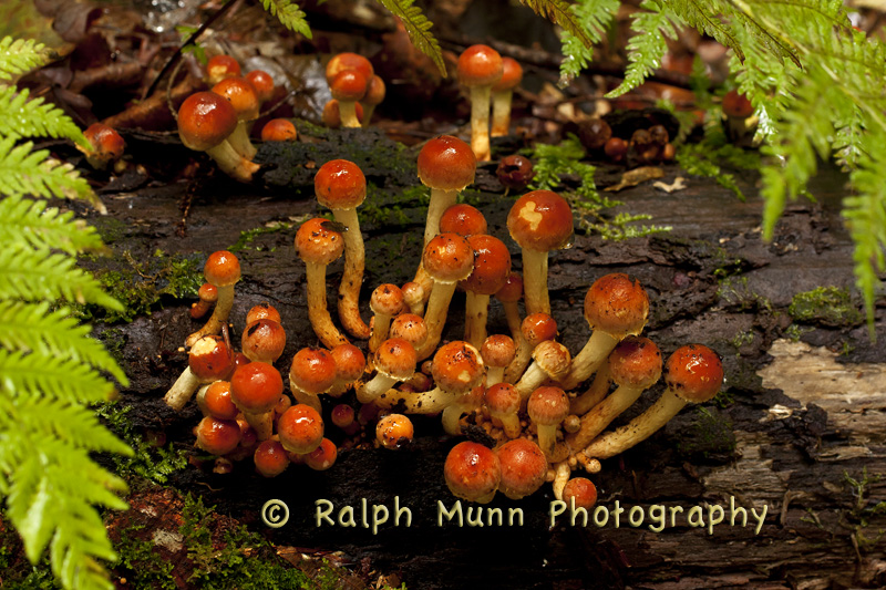 Little Red Mushrooms