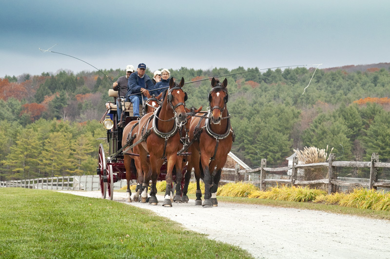 Horse and Carriage 1