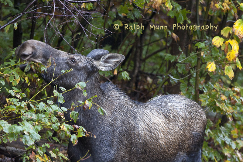 Moose On The Loose, Bretton Woods NH