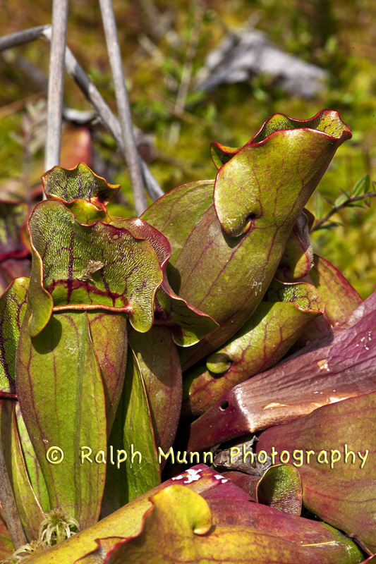 Northern Pitcher Plants 1