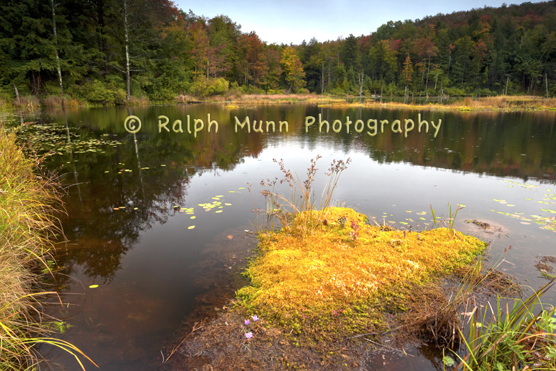 Sphagnum Bog, Plainfield MA