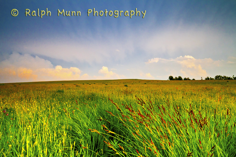Tussock Grass, Windsor MA