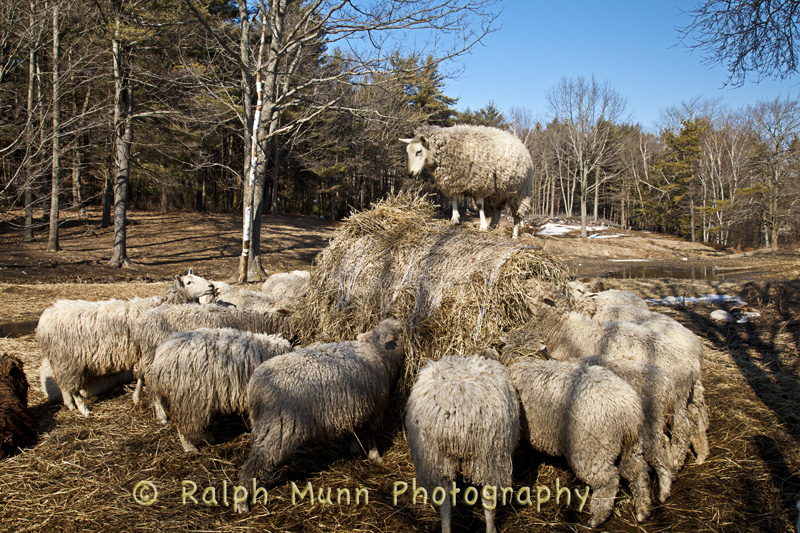 Hay Ewe! 