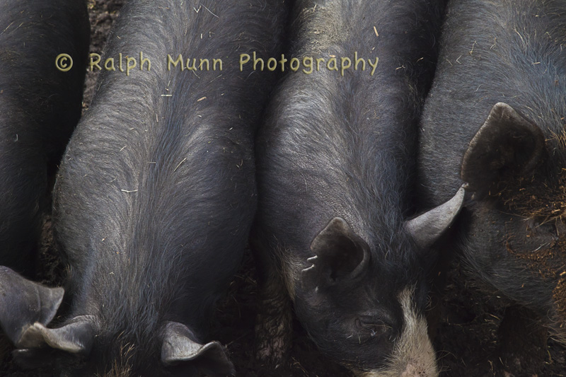 Hog Backs, Shelburne, MA